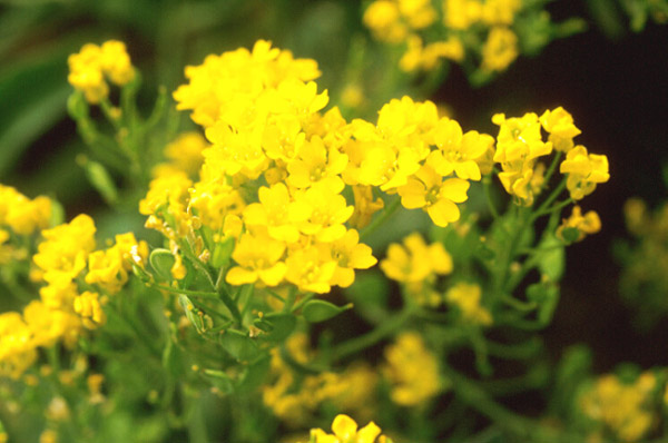 Aurinia saxatilis