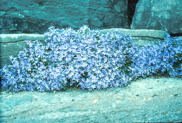 Campanula portenschlagiana