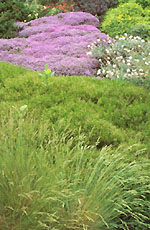 Collection de plantes tapissantes