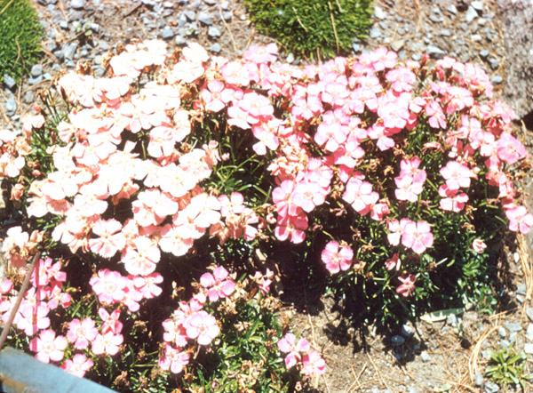 Dianthus alpinus