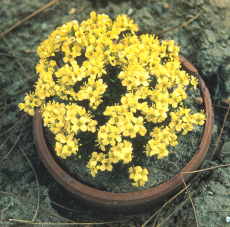 Draba aizoides