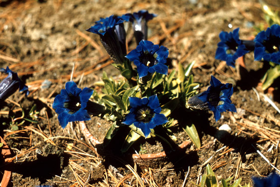 Gentiana acaulis