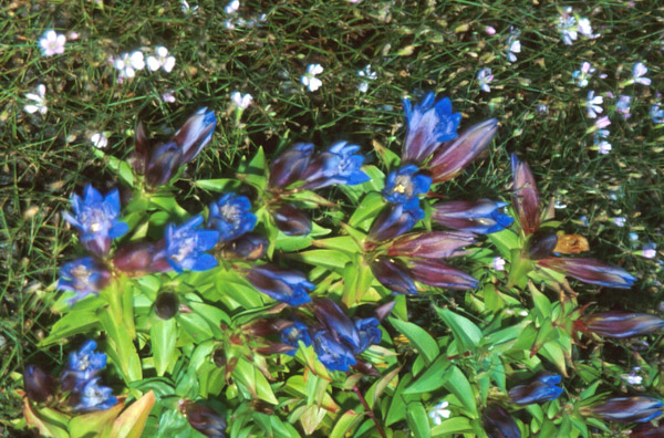 Gentiana septemfida lagodechiana