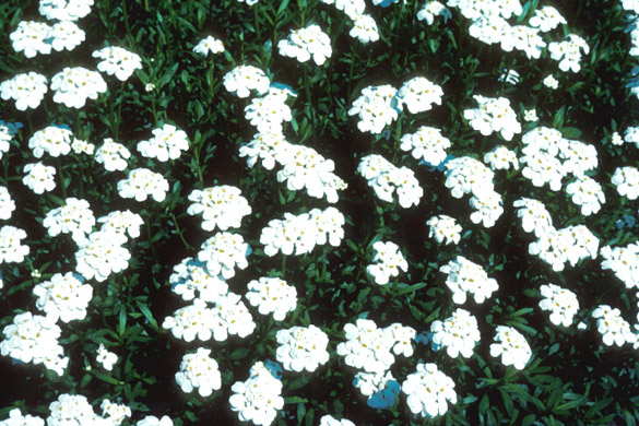 Iberis sempervirens