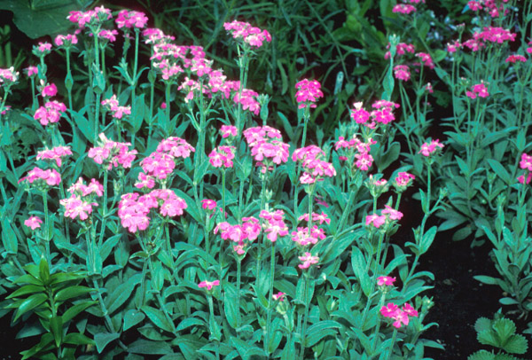 Lychnis flos-jovis