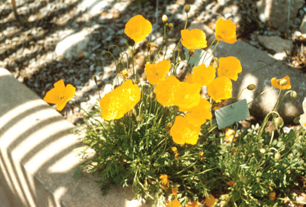Papaver alpinum