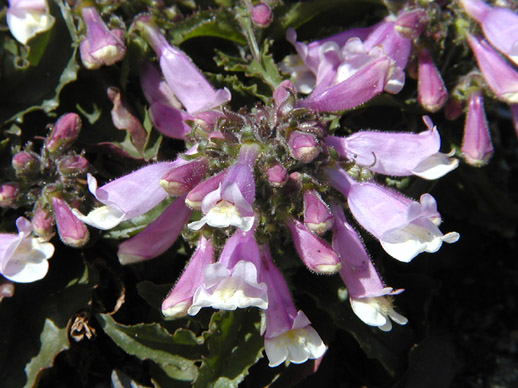 Penstemon hirsutus 'Pygmaeus'