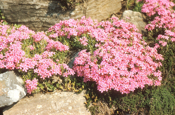 Phlox subulata