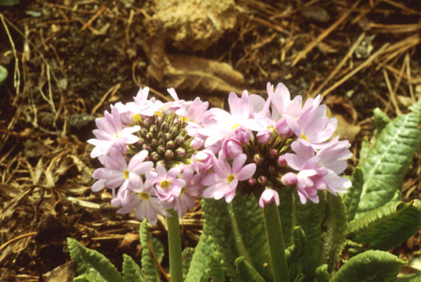 Primula denticulata