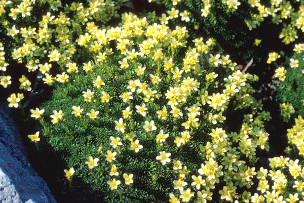 Saxifraga X apicula