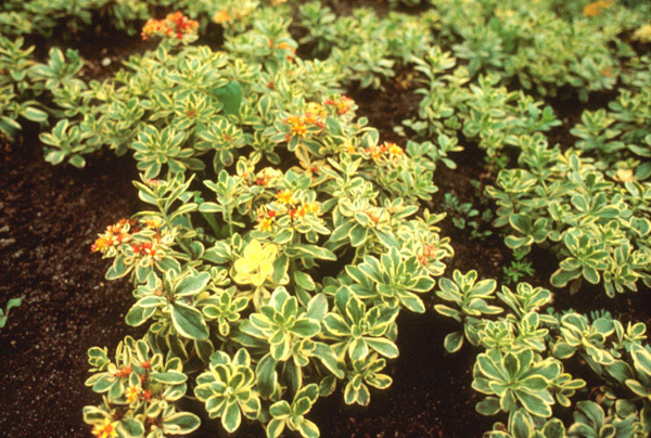 Sedum kamtschaticum