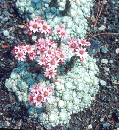 Sempervivum arachnoidium