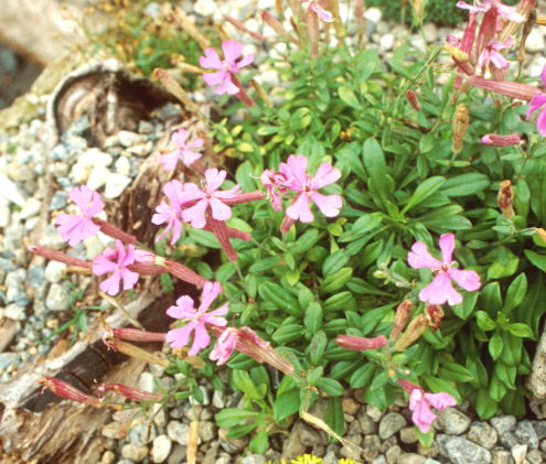Silene schaffa