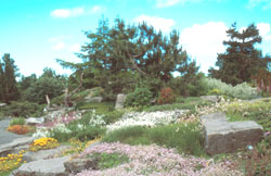 Vue du Jardin alpin du Jardin botanique de Montr�al