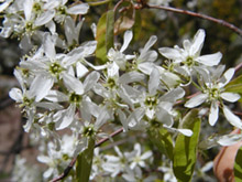 Serviceberry (Amelanchier)
