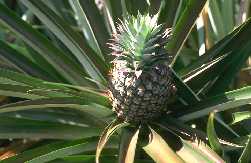 ananas