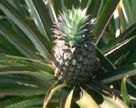 Ananas