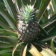 Ananas comosus
