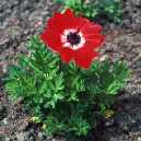 Anemone coronaria