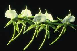 Angraecum eburneum