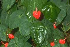 Anthurium x ferrierense cv.