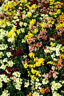 Le muflier ou Antirrhinum majus