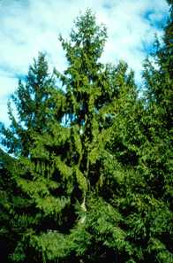 Norway Spruce (Amérique) / Common Spruce (Grande-Bretagne),