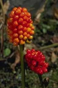 Arisaema atrorubens