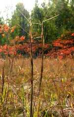 Aristida basiramea dans son habitat au Qu�bec