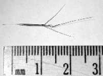 lemme d'Aristida basiramea