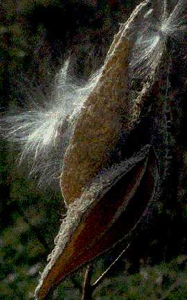 Asclepias syriaca