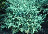 Athyrium nipponicum 'Pictum'