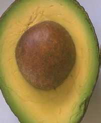 avocado