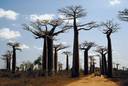Le baobab, typique des savanes africaines, perd ses feuilles en saison s�che