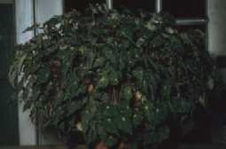 Begonia bowerae