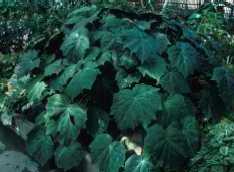 Begonia 'Brown Lake'