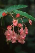 Begonia coccinea