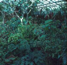 Collection de b�gonias dans la serre d'exposition des B�goniac�es et Gesn�riac�es
