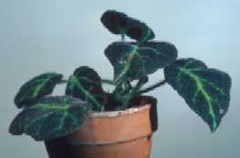 Begonia decora