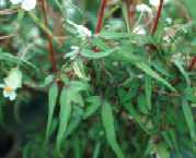 Begonia dregei