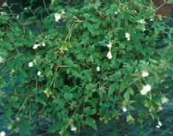 Begonia dregei