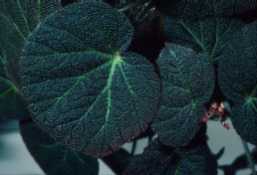 Begonia 'Eaglesham'