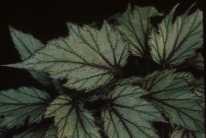 Begonia 'Helen Teupel'