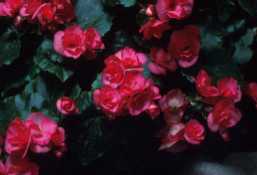 Begonia x hiemalis 'Aphrodite Twinkle'