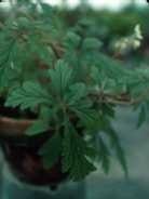 Begonia incisa