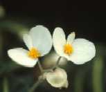 Fleur m�le - Begonia listada