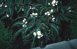 Begonia listada