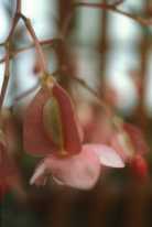 Fleur femelle - Begonia 'Lucerna'