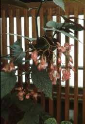 Begonia 'Lucerna'