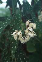 Begonia maculata